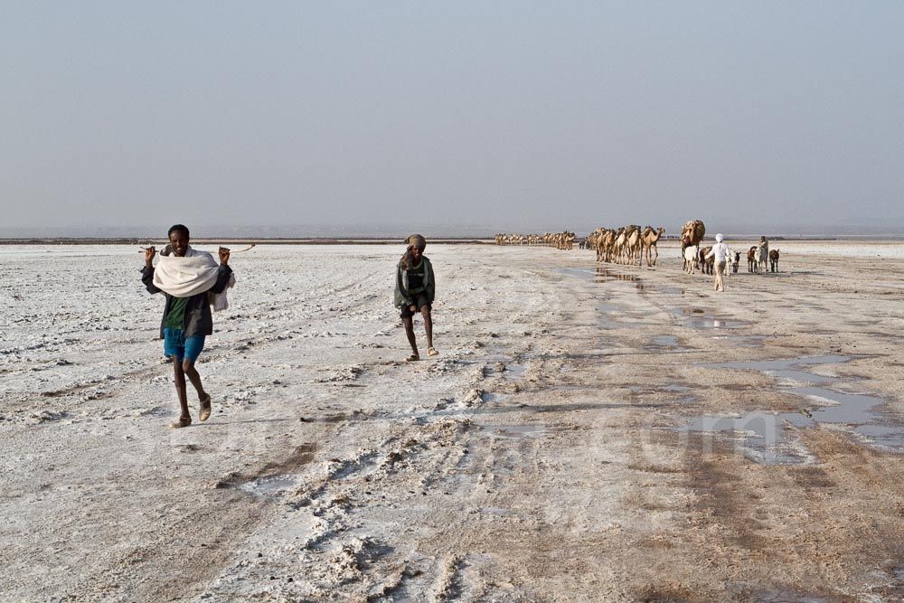 Ethiopia: Salt Caravans