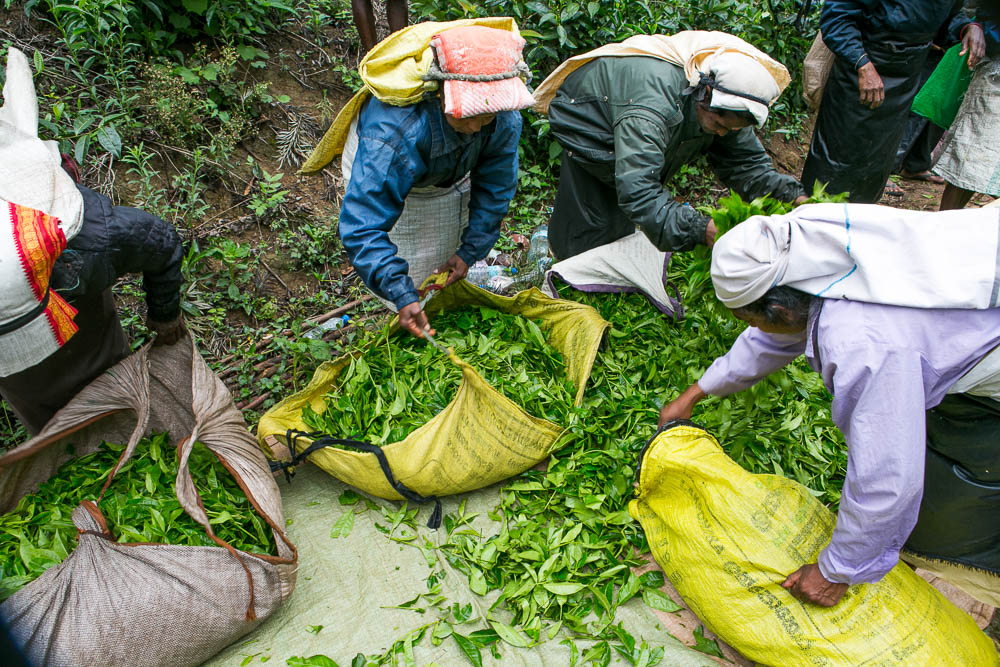 Journeys to Asia: Tea Plantations of Sri Lanka