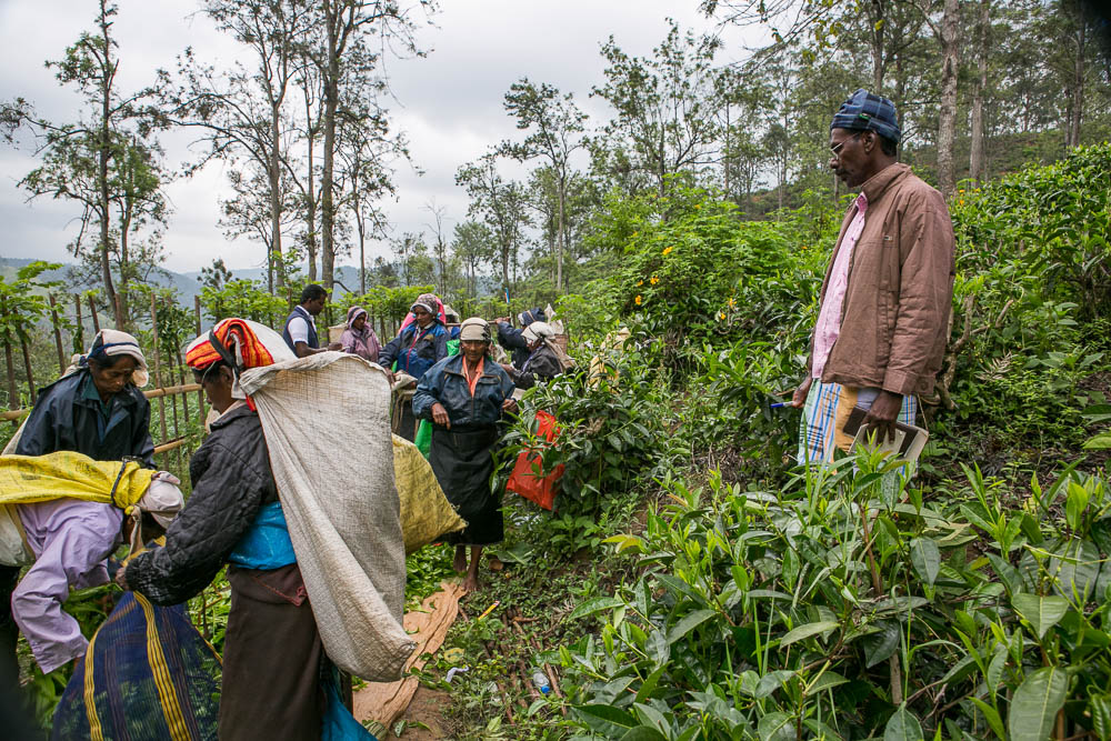 Journeys to Asia: Tea Plantations of Sri Lanka